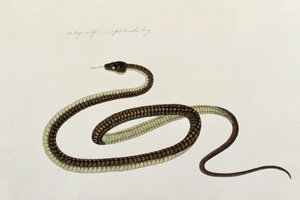 Snake, from Drawings of Animals, Insects and Reptiles from Malacca